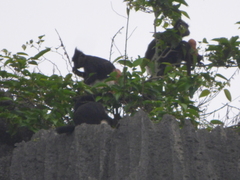 Trachypithecus delacouri