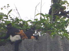 Trachypithecus delacouri