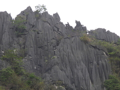 Trachypithecus delacouri