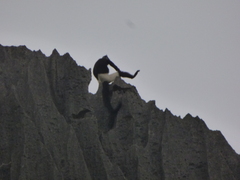 Trachypithecus delacouri