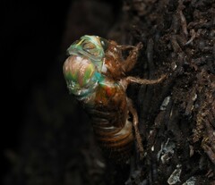 Cicadoidea