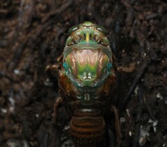 Cicadoidea