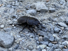 Apterodorcus bacchus