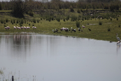 Platalea ajaja