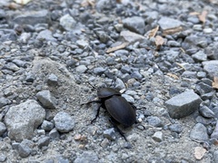 Apterodorcus bacchus