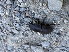 Apterodorcus bacchus