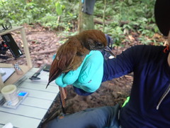 Dendrocincla fuliginosa