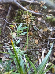 Carex erinacea