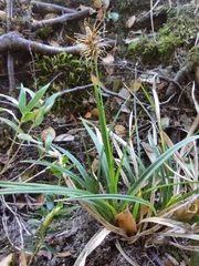 Carex erinacea
