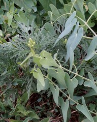 Ambrosia artemisiifolia