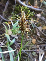 Carex erinacea