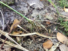 Carex erinacea