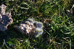 Thaumetopoea herculeana