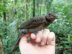Turdus flavipes