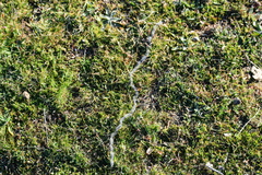 Thaumetopoea herculeana