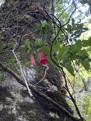 Lapageria rosea