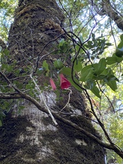 Lapageria rosea