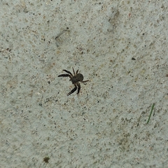 Misumenoides athleticus