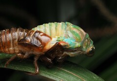 Cicadoidea