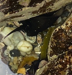 Scutus antipodes