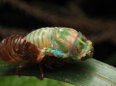 Cicadoidea