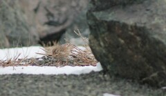 Passerculus sandwichensis princeps