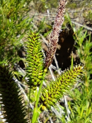 Carex multispicata