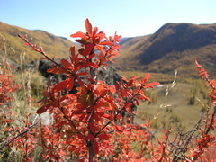 Berberis sibirica