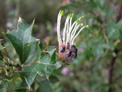 Grevillea dilatata