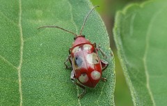 Omophoita sexnotata