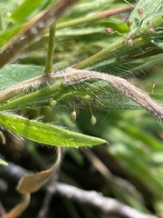 Dichanthelium