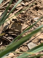 Nomada nobilis