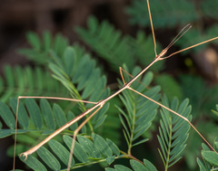 Bacillidae