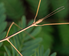 Bacillidae
