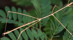 Bacillidae