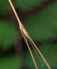 Bacillidae