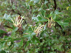 Grevillea dilatata