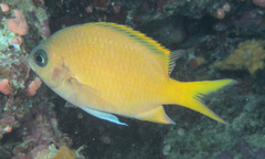 Chromis analis