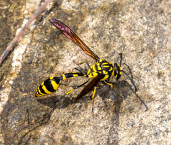 Phimenes flavopictus