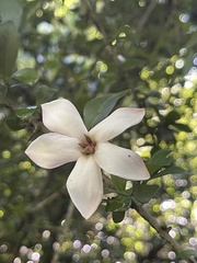 Hyperacanthus amoenus