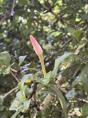 Hyperacanthus amoenus