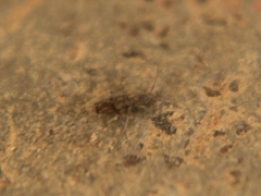 Entomobryoidea