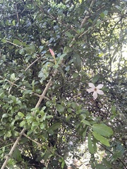 Hyperacanthus amoenus