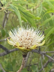 Protea caffra falcata