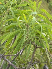 Protea caffra falcata
