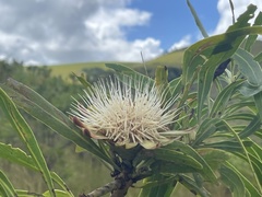 Protea caffra falcata