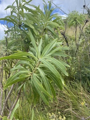 Protea caffra falcata