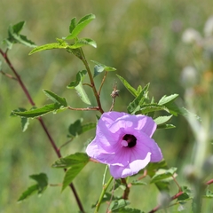 Hibiscus striatus