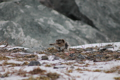 Passerculus sandwichensis princeps