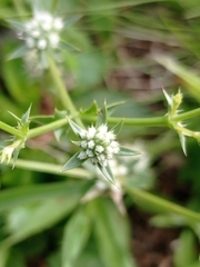 Eryngium nudicaule
